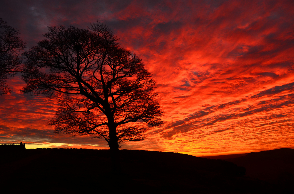Baum vor rotem Himmel / iStock/grahamwoollven Baum vor rotem Himmel